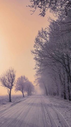 冬天唯美图片 冬日树林雪景图片 _ 图片网